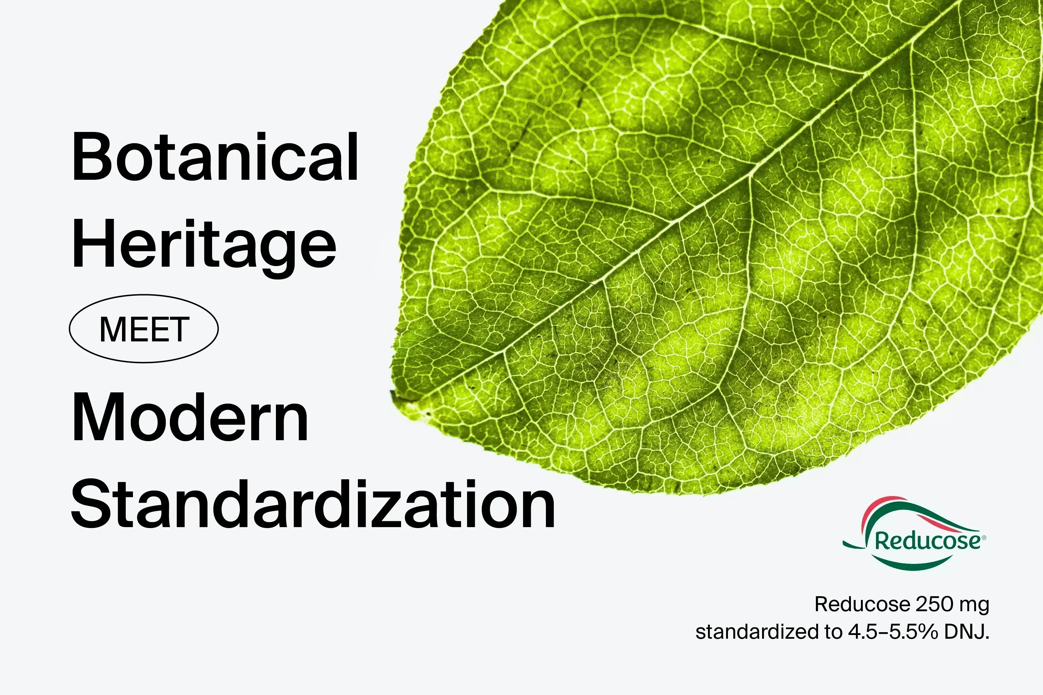 Mulberry leaf close-up with Reducose® by Phynova branding, standardized to 250 mg and 4.5–5.5% DNJ